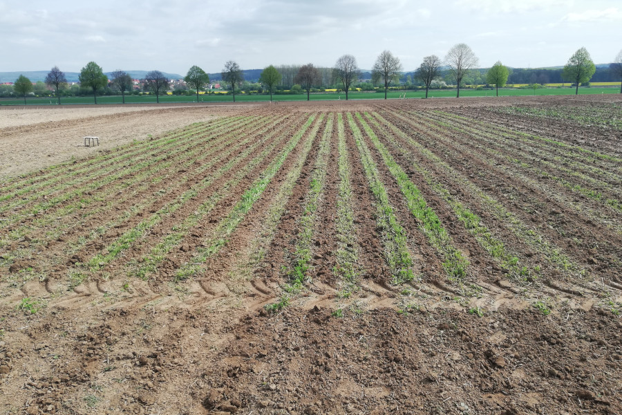 Feld mit Reihen von Inkarnatklee, frisch bearbeitete Reihen dazwischen