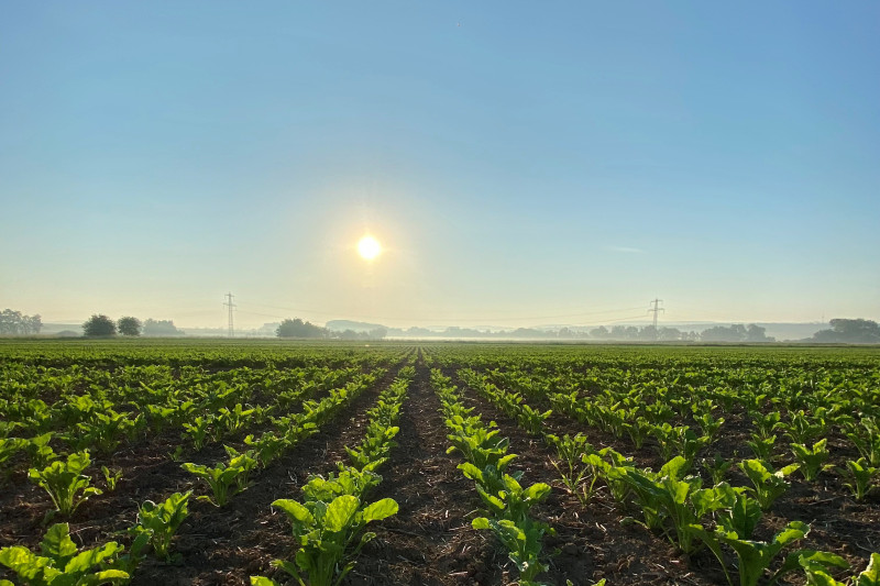 Feld mit Pflanzen in Reihen, Sonnenaufgang