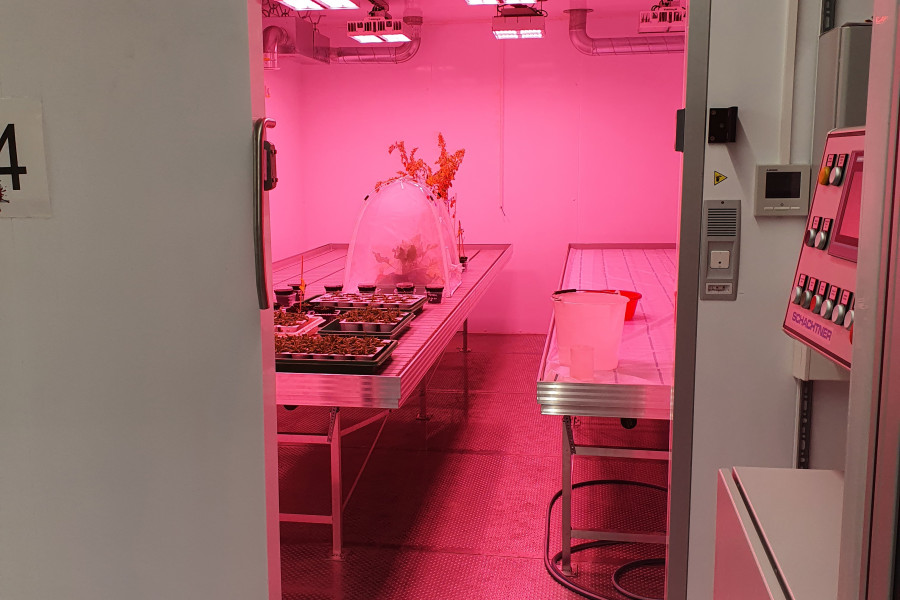 Blick durch die Tür in eine Klimakammer mit rosafarbenem Licht