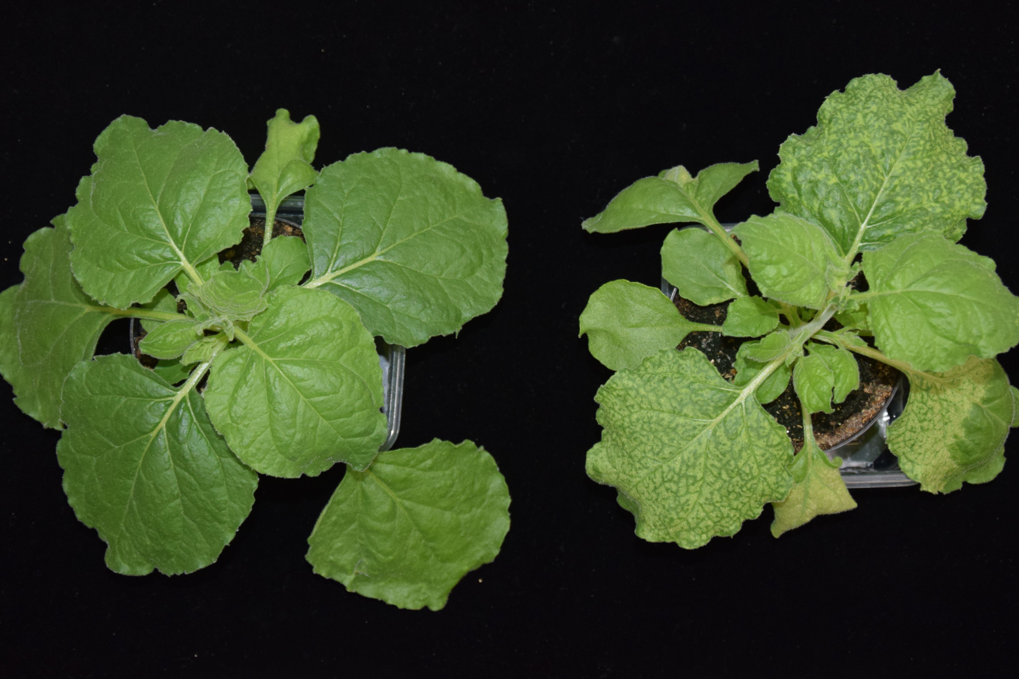 Über Agrobakterium tumefaciens-vermittelte Blattinokulation werden virale cDNA Volllängenklone in die Testpflanzen gebracht. In diesem Beispiel wurden Klone der Virusgenome des TuYV und des BtMV co-infiltriert. Auf der linken Seite ist eine nicht-infizierte Kontrollpflanze gezeigt. Auf der rechten Bildseite ist eine Pflanze, deren Blätter deutliche mosaikartige Symptome, sowie Aufhellungen aufweisen. Durch die Fluoreszenzgen-Markierung mit GFP und mRFP der Klone ist es zudem möglich, die Viruslokalisation beider Viren mithilfe von Fluoreszenz- bzw. konfokaler Laserscanning Mikroskopie im Blattgewebe zu untersuchen.