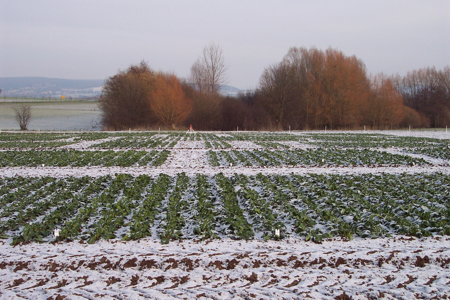 Zuckerrübenpflanzen auf dem Acker mit Schnee auf den Blättern