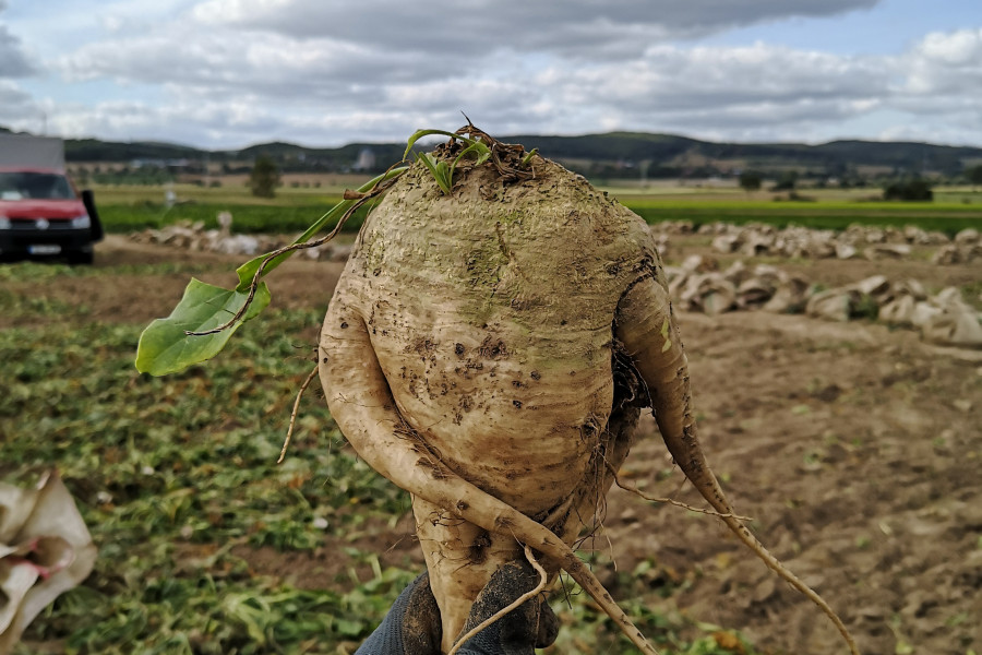 Rübenkörper mit 2 dicken Seitenwurzeln, die wie Arme aussehen