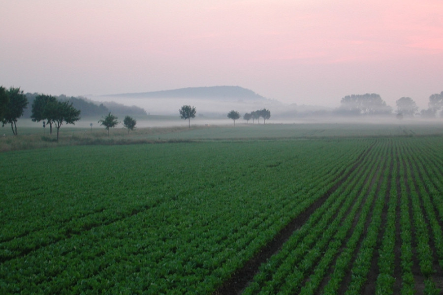 Sonnenaufgang über einem Zuckerrübenfeld, Nebelschwaden