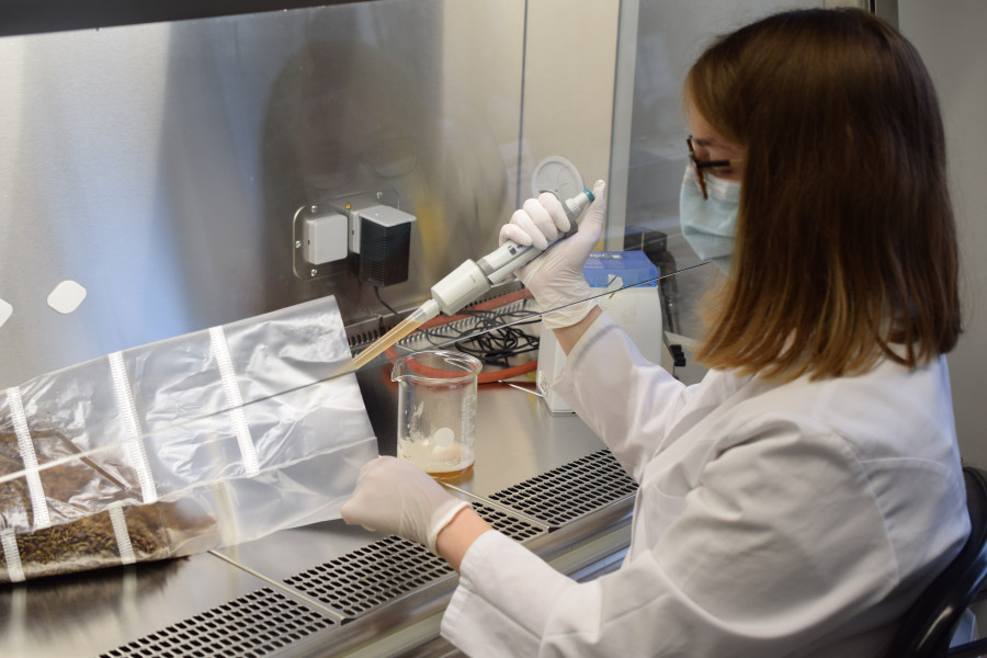 eine Frau im weißen Laborkittel mit Maske und Handschuhen sitzt an einer Cleanbench und pipettiert eine Flüssigkeit in eine Plastiktüte mit Gerstenkörnern